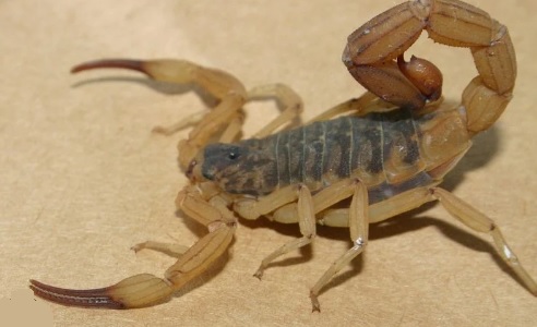 Cerca de três mil escorpiões foram capturados em bairros de Pará de Minas