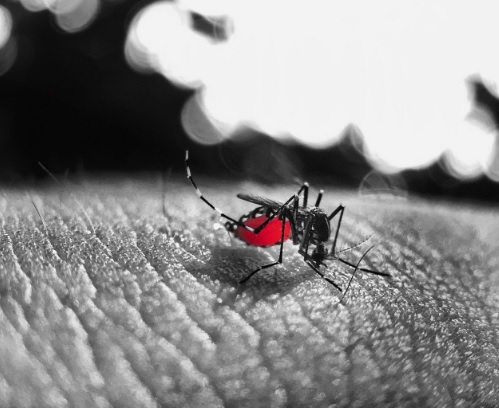 Sinal de alerta ligado: Pará de Minas está com alto risco para dengue e chikungunya.