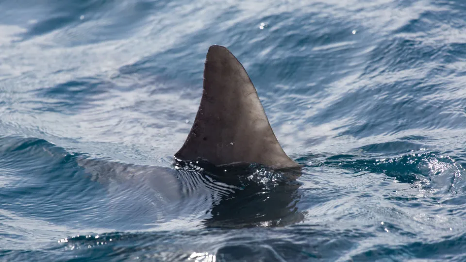 Surfista morre em ataque de tubarão na Austrália